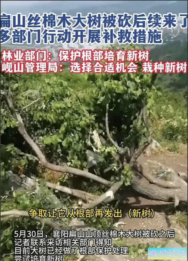 湖北60岁网红树“襄阳迎客松”被砍，网友大怒 本地：正进行抢救？-6.jpg