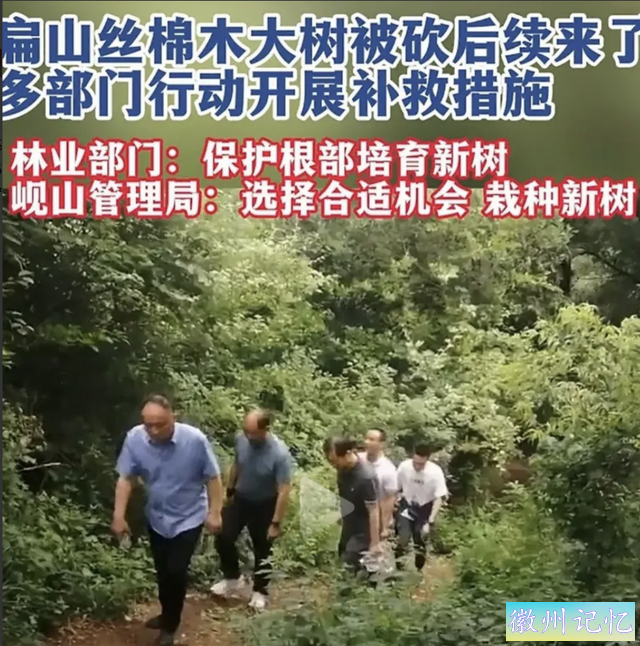 湖北60岁网红树“襄阳迎客松”被砍，网友大怒 本地：正进行抢救？-7.jpg