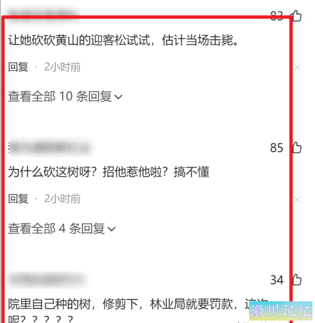 湖北60岁网红树“襄阳迎客松”被砍，网友大怒 本地：正进行抢救？-8.jpg