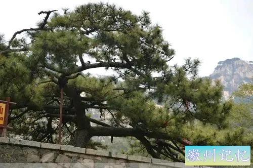 泰山五大夫松与迎客松-3.jpg
