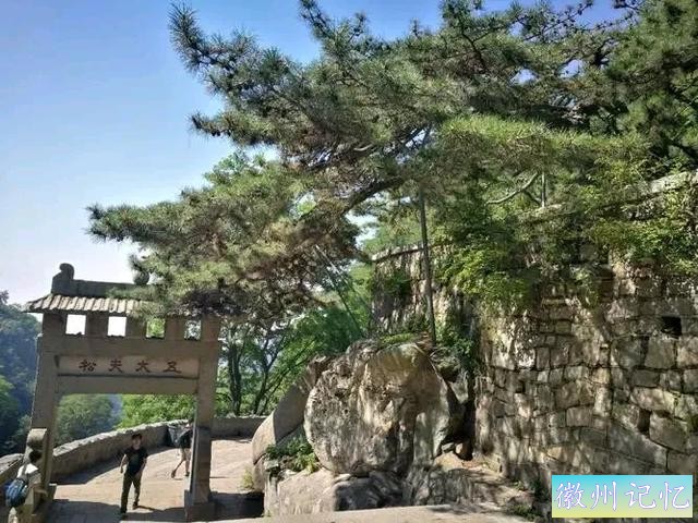 泰山五大夫松与迎客松-4.jpg