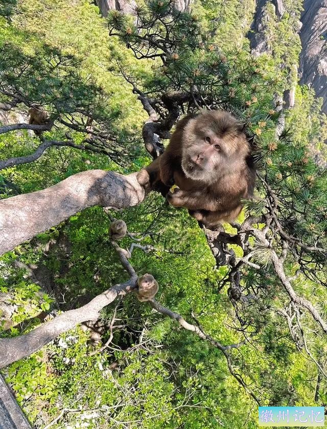 黄山旅行，为什么我让你别来天都峰-5.jpg