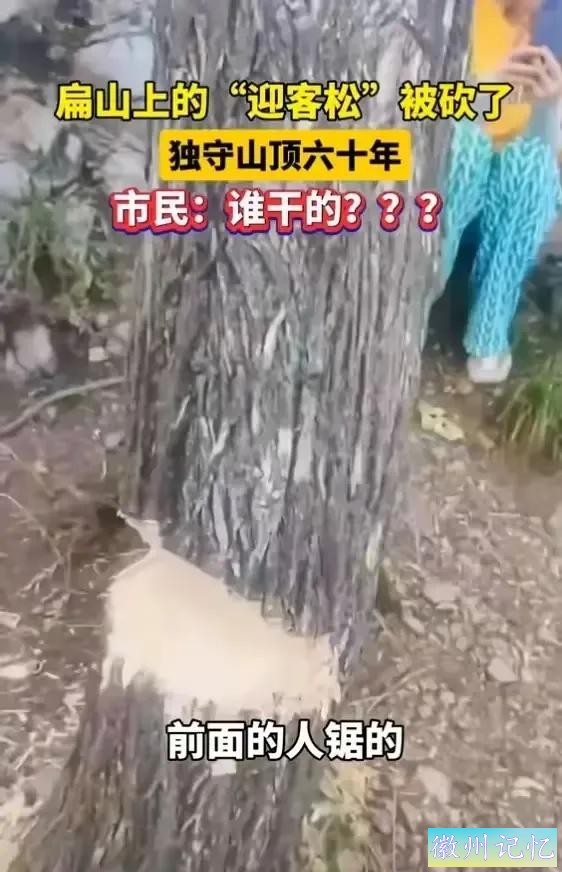 60岁网红“迎客松”莫名被砍后续:砍树女子找到！网友:动机是什么-5.jpg