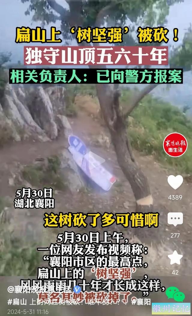 60岁网红“迎客松”莫名被砍后续:砍树女子找到！网友:动机是什么-4.jpg