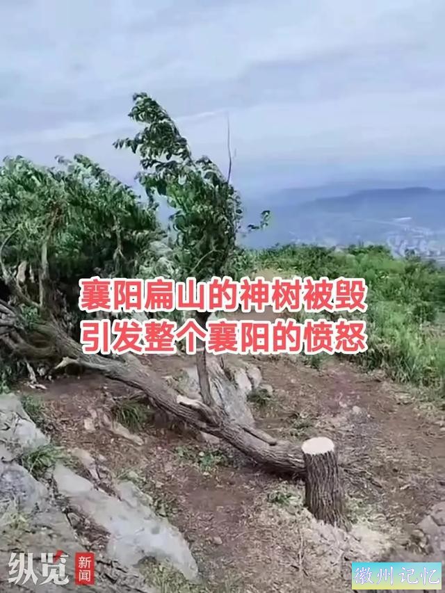 60岁网红“迎客松”莫名被砍后续:砍树女子找到！网友:动机是什么-3.jpg