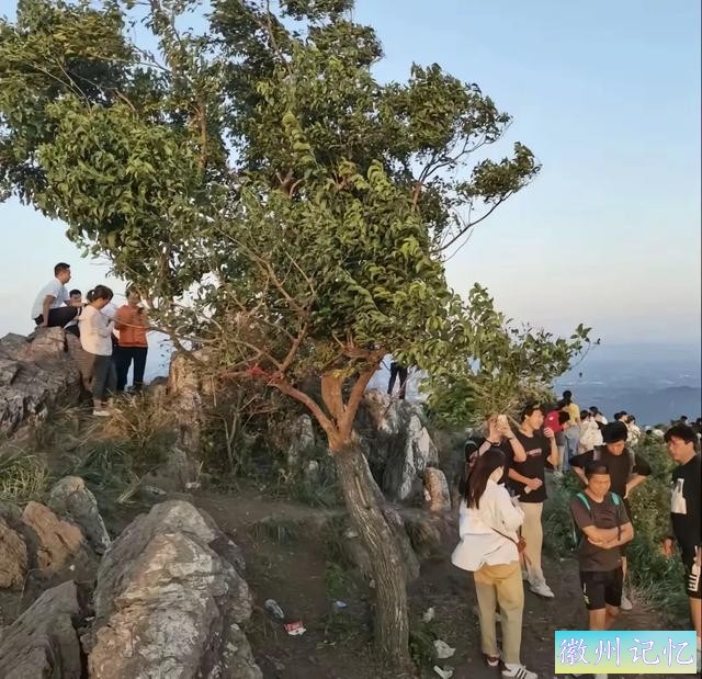 60岁网红“迎客松”莫名被砍后续:砍树女子找到！网友:动机是什么-9.jpg