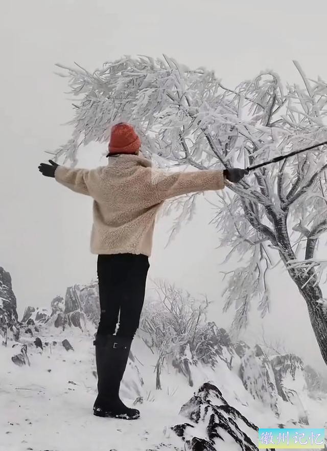 60岁网红“迎客松”莫名被砍后续:砍树女子找到！网友:动机是什么-15.jpg