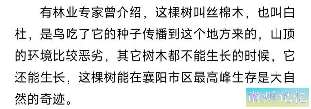60岁网红“迎客松”莫名被砍后续:砍树女子找到！网友:动机是什么-20.jpg