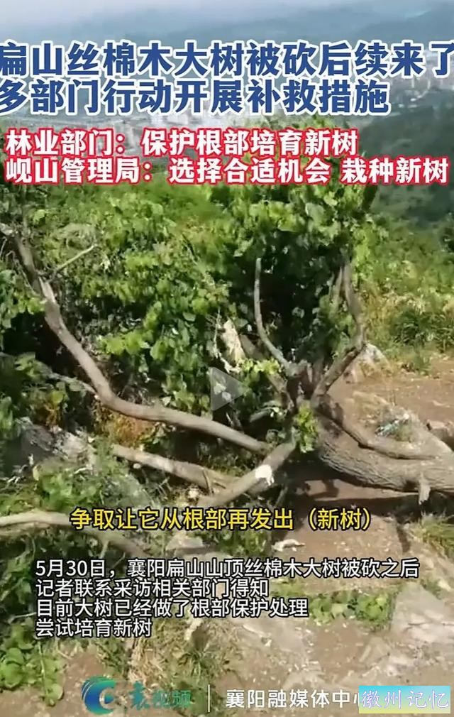 60岁网红“迎客松”莫名被砍后续:砍树女子找到！网友:动机是什么-18.jpg