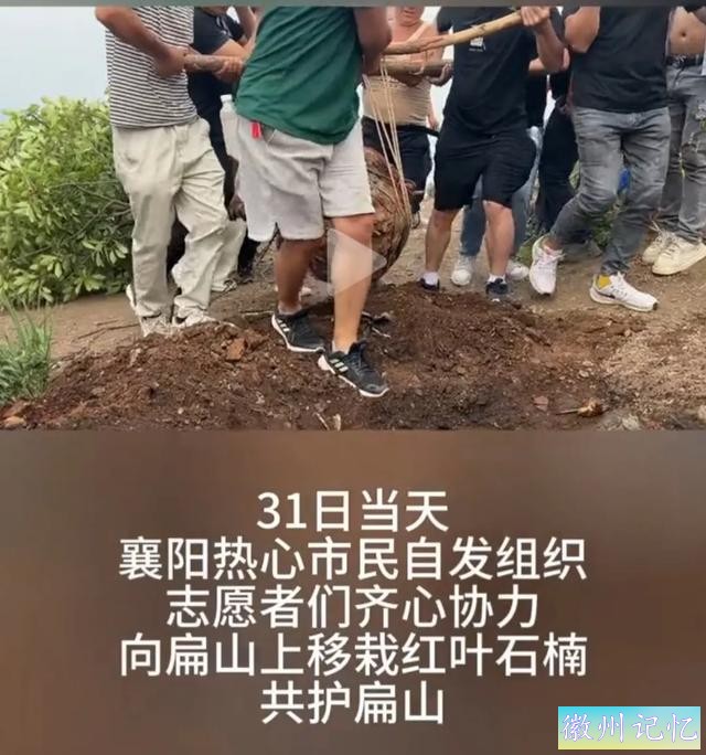60岁网红“迎客松”莫名被砍后续:砍树女子找到！网友:动机是什么-22.jpg