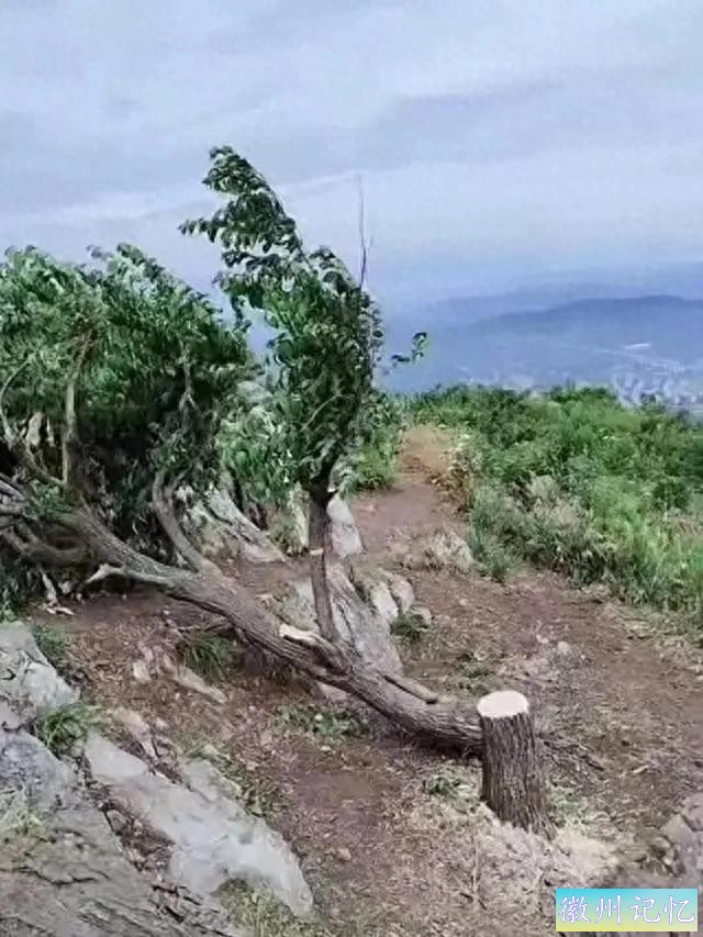 60岁网红“迎客松”被砍，涉事人已找到-1.jpg