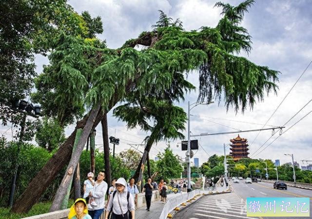 武汉长江大桥的“迎客松”换新装-1.jpg