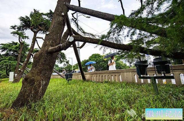 武汉长江大桥的“迎客松”换新装-3.jpg