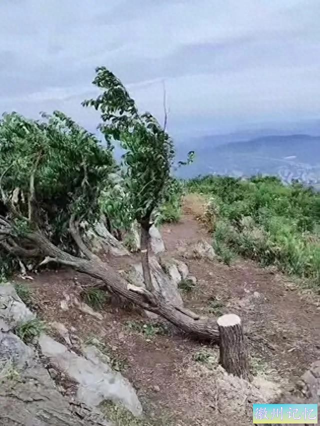 60岁网红树“襄阳迎客松”被砍，目击者称可惜，本地：正在抢救-1.jpg