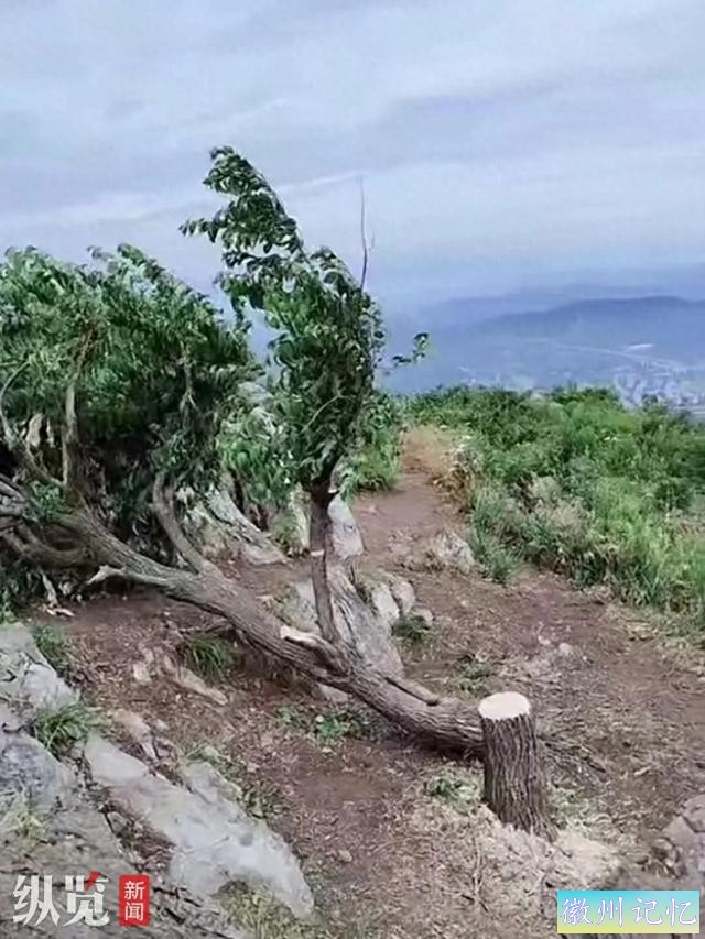 襄阳60岁网红树“迎客松”被砍，本地：正在抢救-1.jpg