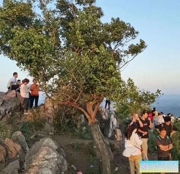 襄阳60岁网红树“迎客松”被砍，本地：正在抢救-2.jpg