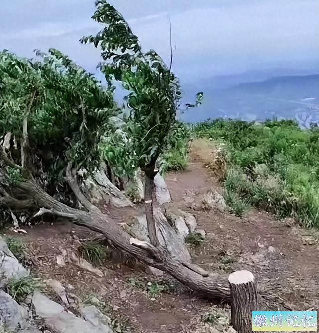 到底是谁？60年树龄网红迎客松竟莫名被砍？相关部门却这样回应！-1.jpg