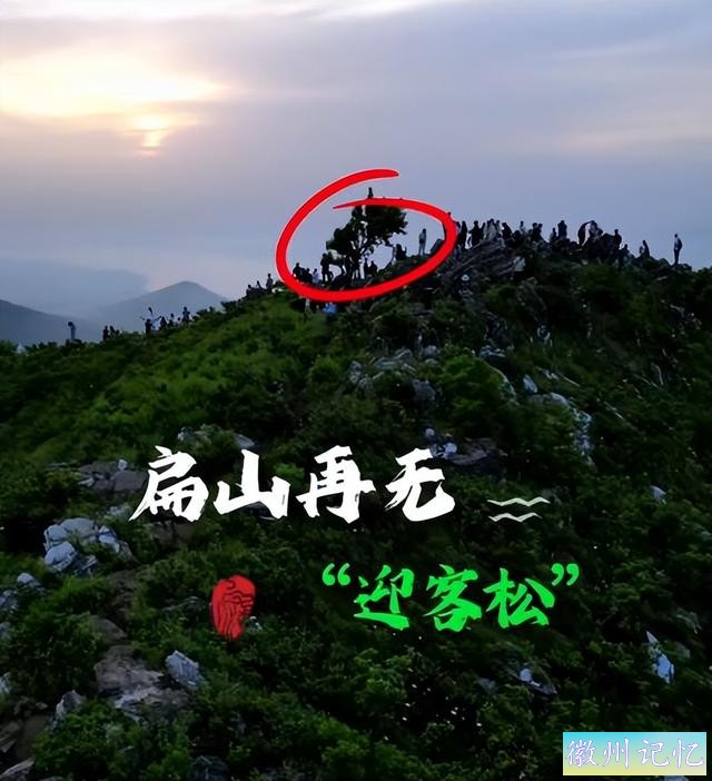 到底是谁？60年树龄网红迎客松竟莫名被砍？相关部门却这样回应！-3.jpg