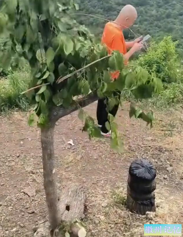 到底是谁？60年树龄网红迎客松竟莫名被砍？相关部门却这样回应！-8.jpg