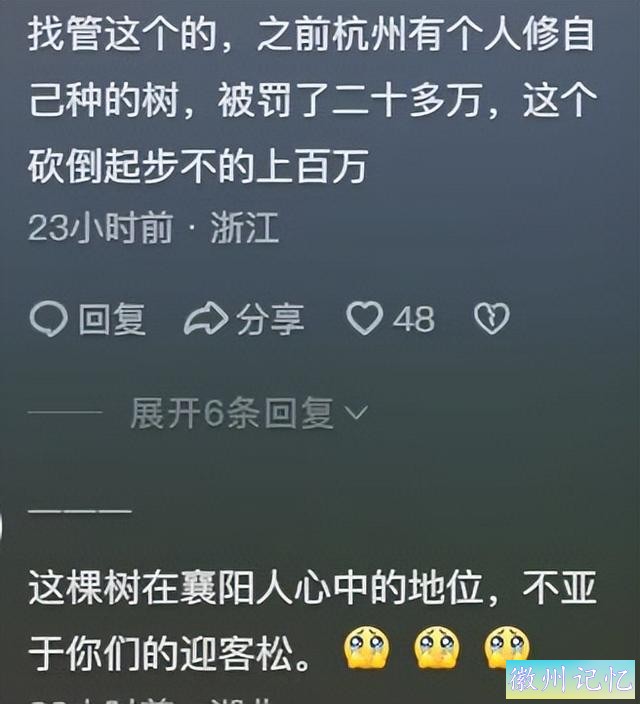 到底是谁？60年树龄网红迎客松竟莫名被砍？相关部门却这样回应！-10.jpg