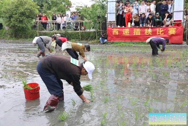 春游江淮丨春意盎然，西递村“开秧门”农耕文化节盛大开幕-9.jpg