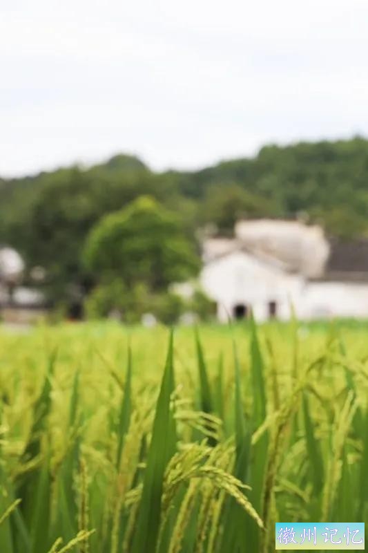 520皖美夏日丨去西递，感受绿意盎然，荷香满溢的悠闲时光-5.jpg