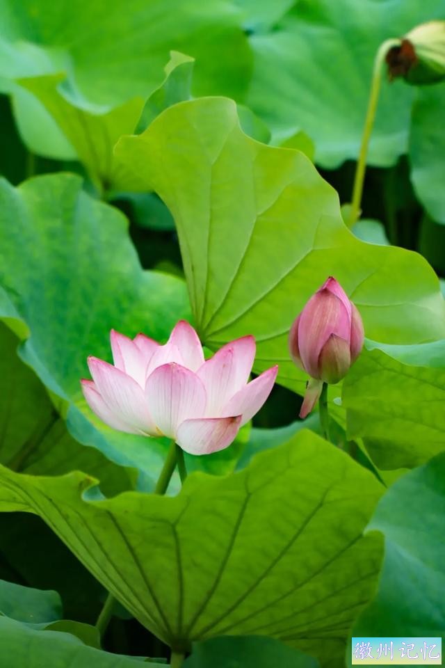 520皖美夏日丨去西递，感受绿意盎然，荷香满溢的悠闲时光-6.jpg