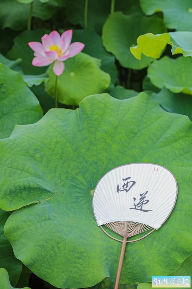 520皖美夏日丨去西递，感受绿意盎然，荷香满溢的悠闲时光-8.jpg