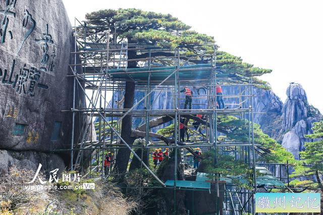 安徽黄山：迎客松迎来第五次全面“体检”-1.jpg