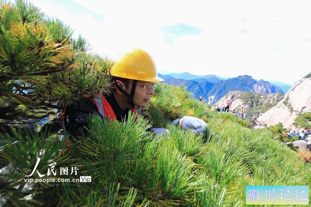 安徽黄山：迎客松迎来第五次全面“体检”-3.jpg