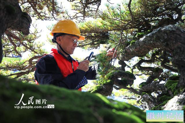 安徽黄山：迎客松迎来第五次全面“体检”-5.jpg