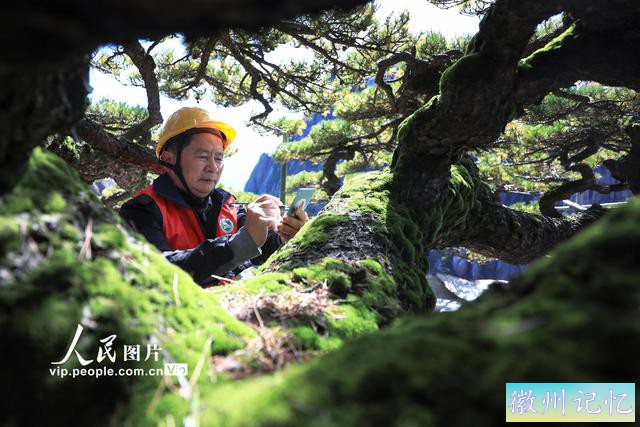 安徽黄山：迎客松迎来第五次全面“体检”-6.jpg