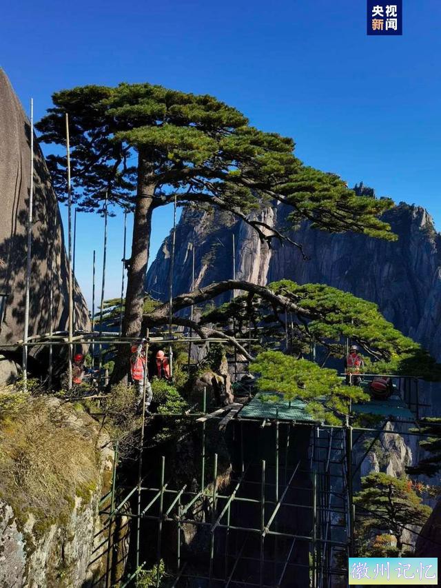 安徽黄山：千年迎客松迎来全面“体检”-1.jpg