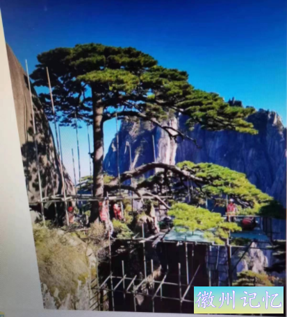 迎客松与守松人作者：原铁道兵司令部办公室 刘金龙-2.jpg