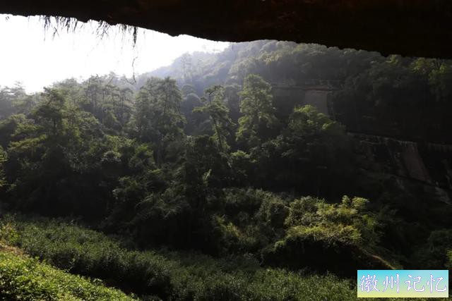 岩茶玩家陈浩：莲花峰是最被低估的正岩山场吗?-9.jpg