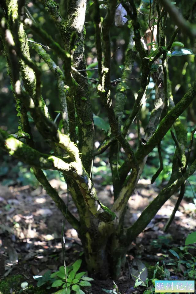 岩茶玩家陈浩：莲花峰是最被低估的正岩山场吗?-11.jpg