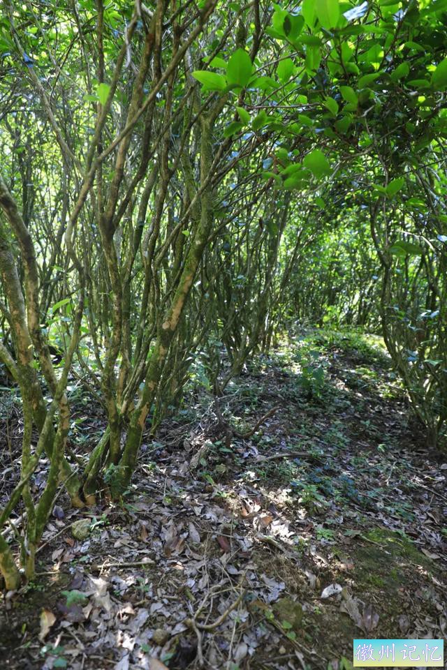 岩茶玩家陈浩：莲花峰是最被低估的正岩山场吗?-13.jpg