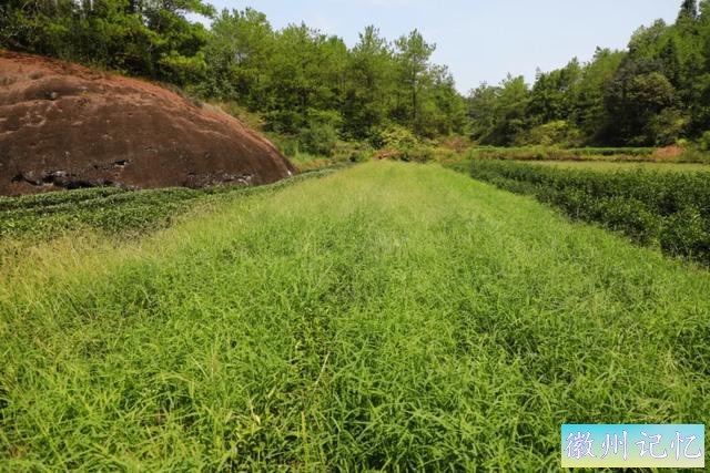 岩茶玩家陈浩：莲花峰是最被低估的正岩山场吗?-15.jpg