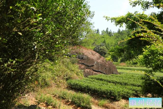 岩茶玩家陈浩：莲花峰是最被低估的正岩山场吗?-16.jpg