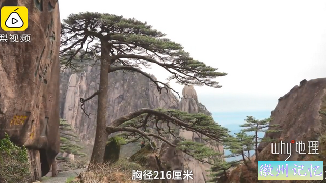 千年黄山迎客松每年都在长高，网友神回复：请分享长高秘诀-1.jpg