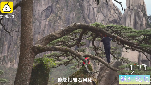 千年黄山迎客松每年都在长高，网友神回复：请分享长高秘诀-3.jpg