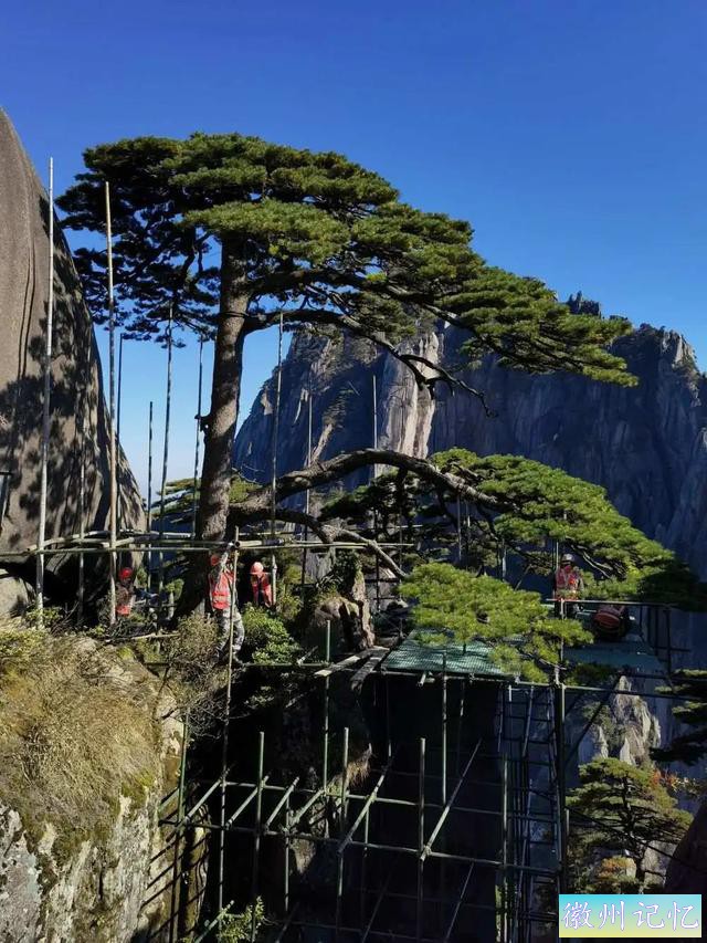 黄山千年迎客松进入体检时间，你了解它吗？-1.jpg
