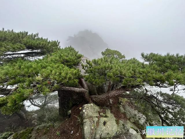 全程徒步黄山（二）：再上光明顶寻觅当年不雅观日出位置，心有余悸！-3.jpg