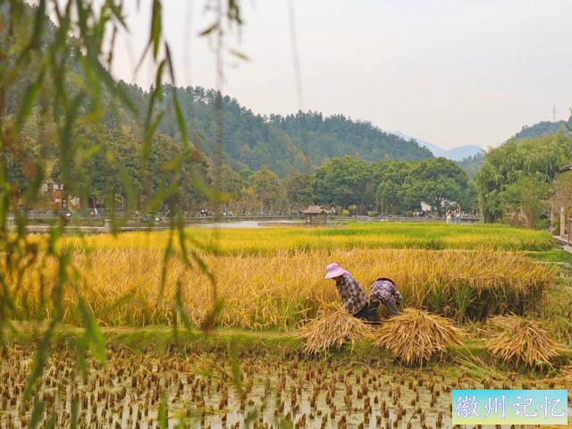 西递稻田秋色：金色的诗篇，收获的画卷-8.jpg