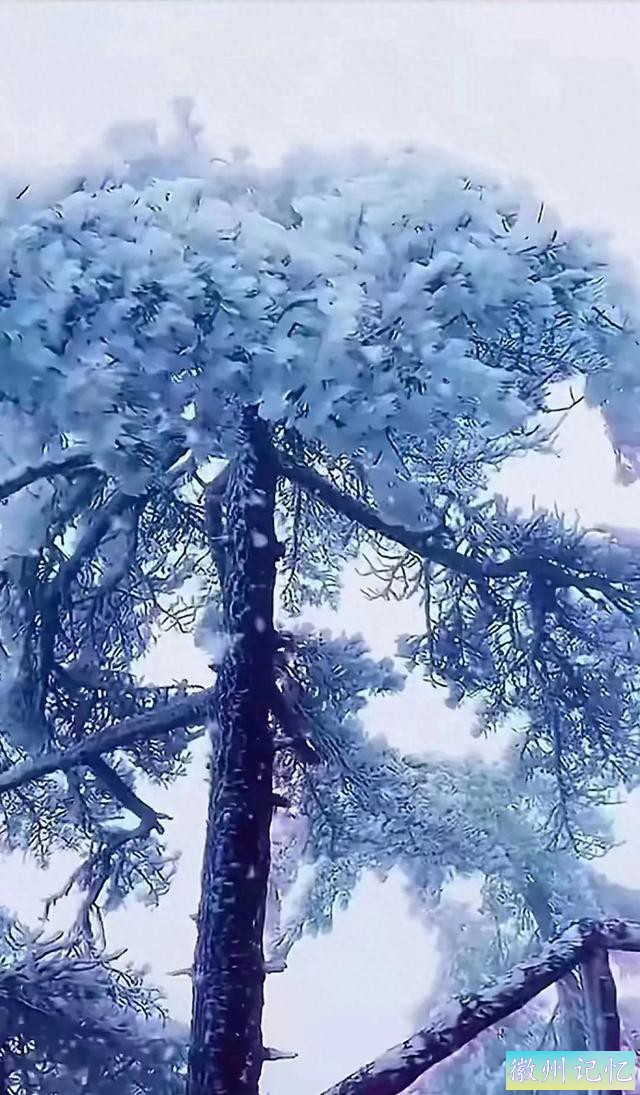 雪映迎客松-1.jpg