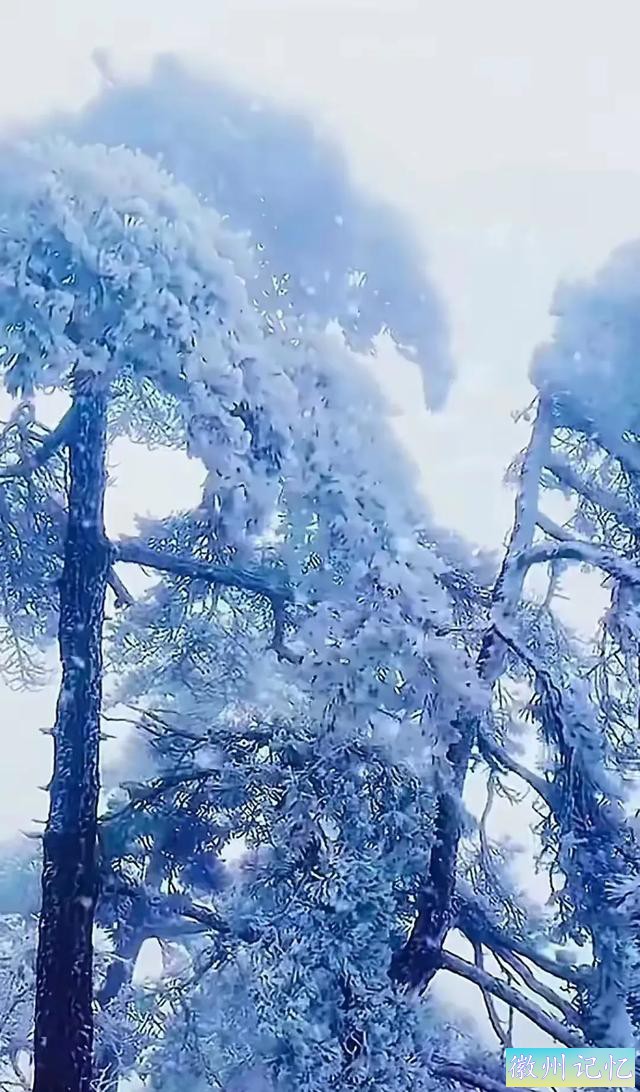 雪映迎客松-2.jpg