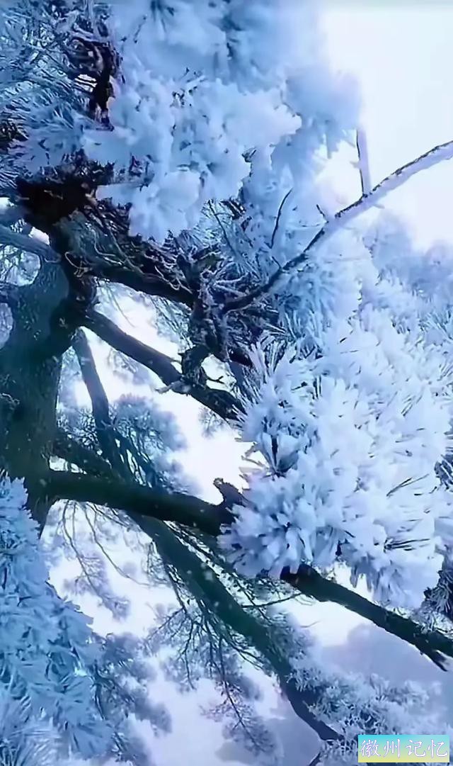 雪映迎客松-4.jpg