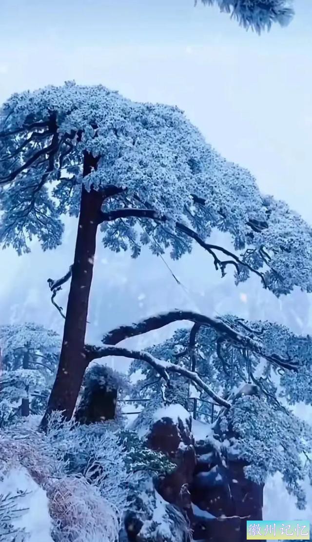 雪映迎客松-3.jpg