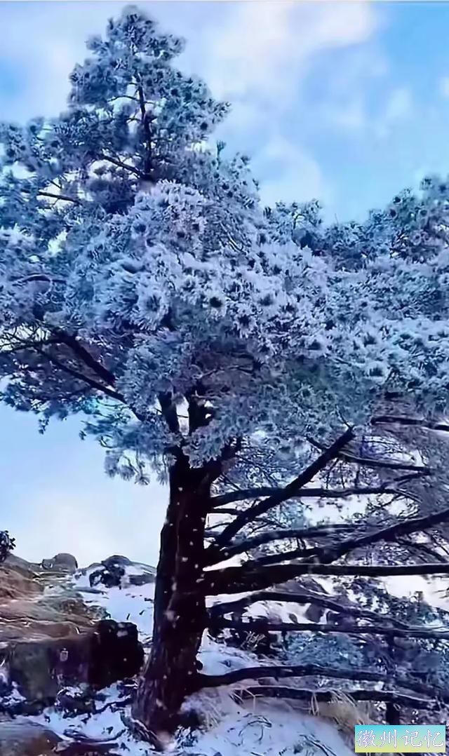 雪映迎客松-5.jpg
