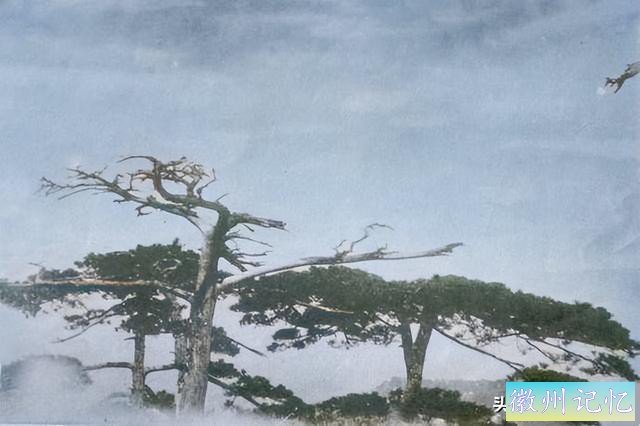 回忆家乡美丨1929年的安徽黄山，一览众山小的迎客松怎么样了？-3.jpg